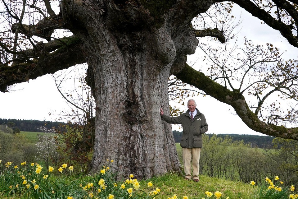 Thousands of trees to be planted to mark the coronation of His Majesty King Charles III