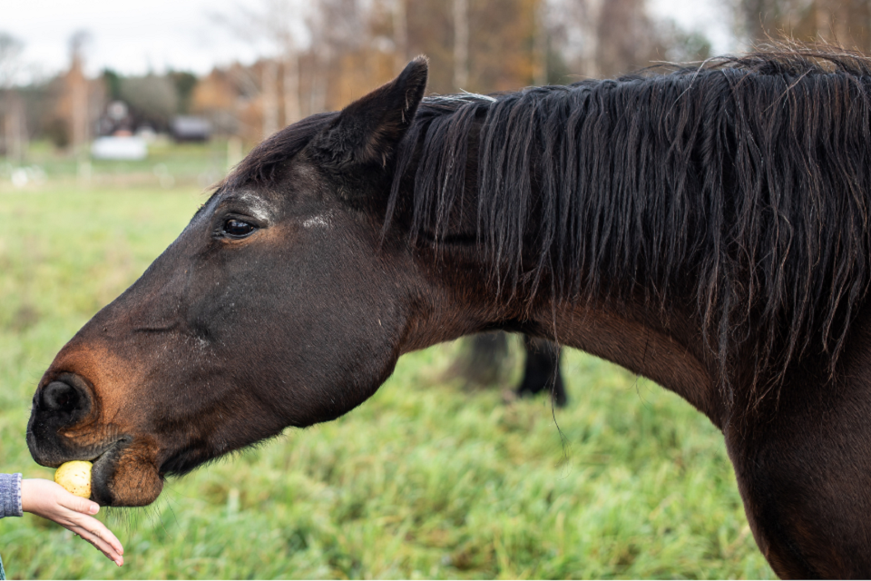 Pergolide based products for horses - Minimise the risk of accidental human ingestion