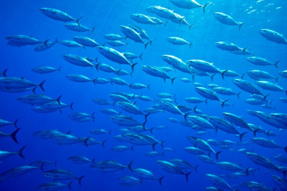 Government opens more opportunities for sustainable Atlantic bluefin tuna fisheries outside the EU