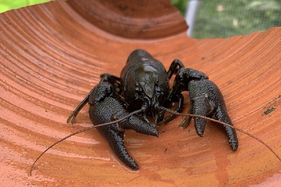 Rescued endangered native crayfish moved to safe haven