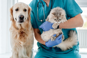A vet with a golden retriever dog and fluffy cat in veterinarian clinic