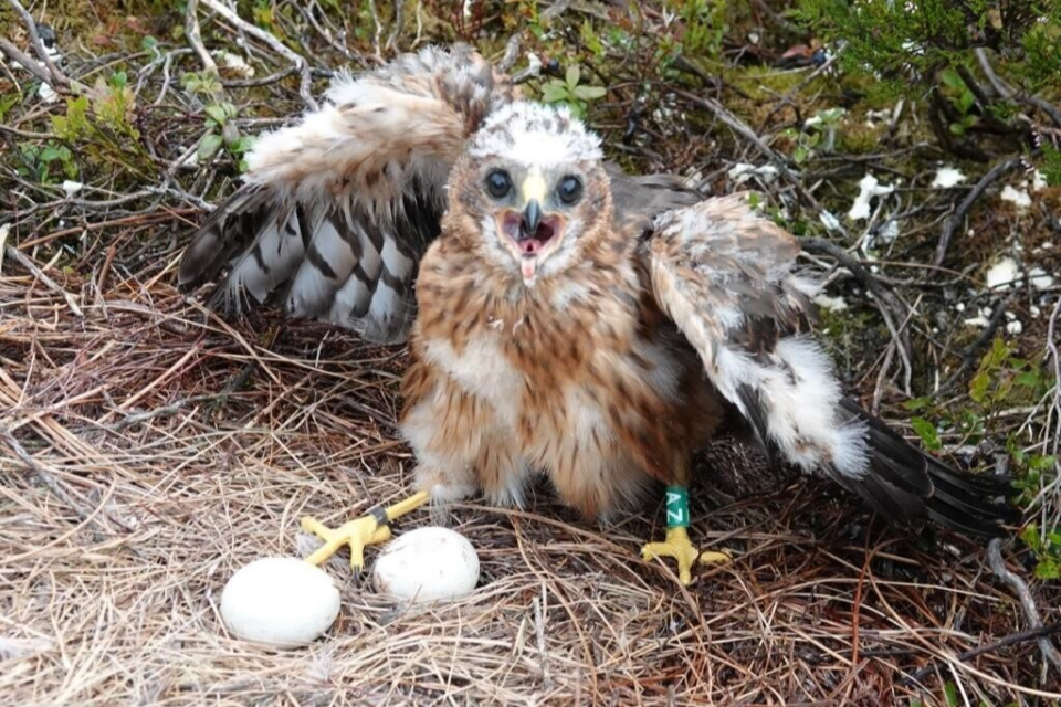 141 hen harrier chicks fledge as encouraging population growth recorded