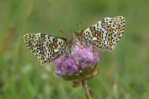 Коричнево-кремовая рябчиковая бабочка Гланвилля сидит на полевом цветке.  Луг позади него не в фокусе