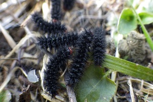 Видна черная рябчатая гусеница Гланвилля, питающаяся листом.