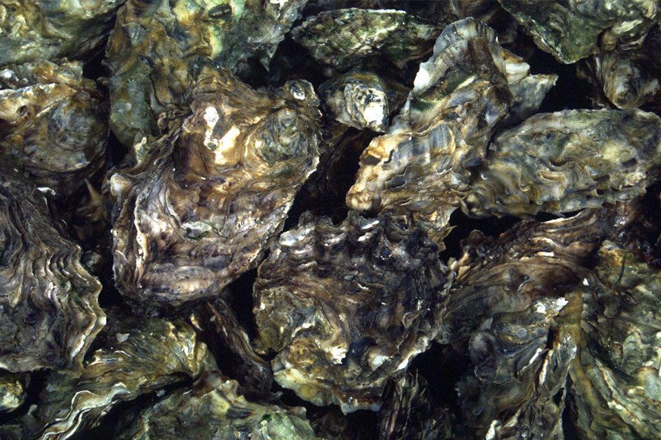 Oyster herpesvirus disease confirmed in River Teign and River Exe