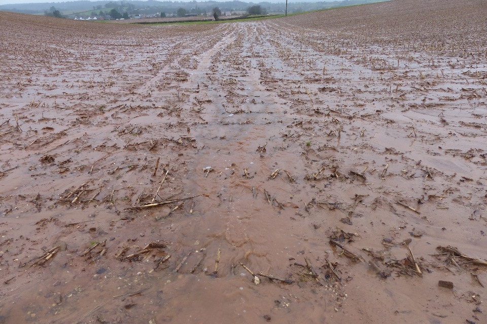 Harvest maize with care to reduce pollution and flooding risks