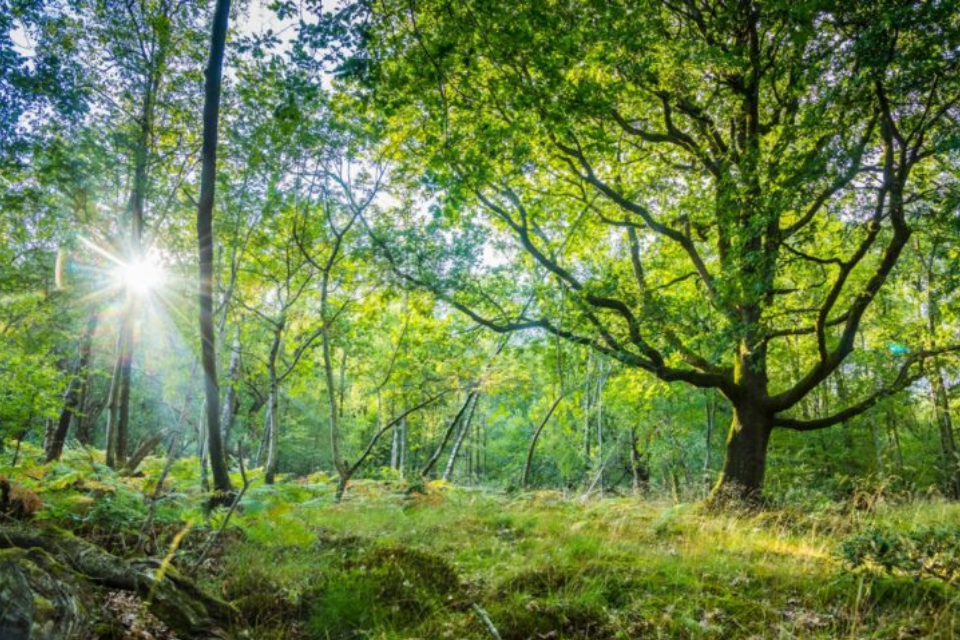 Government gives £1 million boost to Forestry skills training - GOV.UK