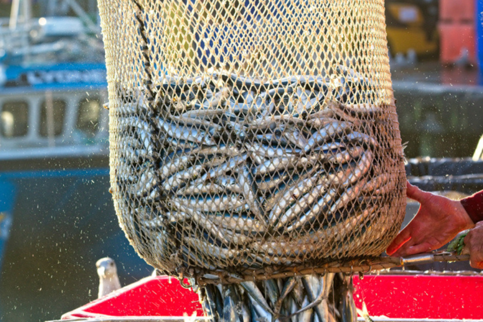 Fishing industry in 2022 statistics published