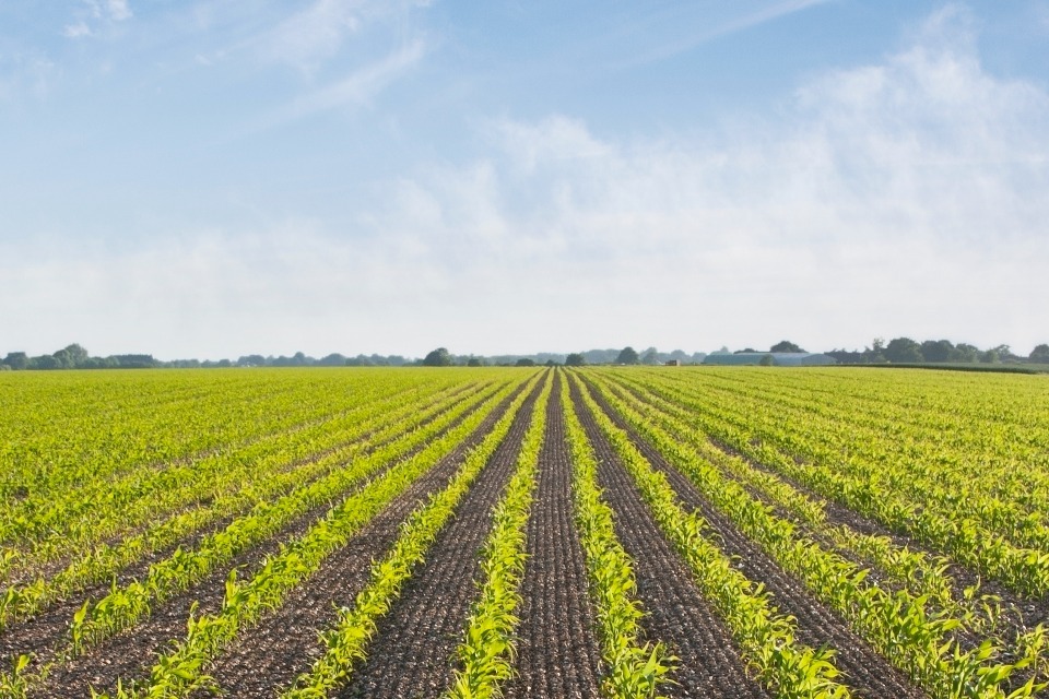 Farmers and growers to be given continued access to crucial plant protection products