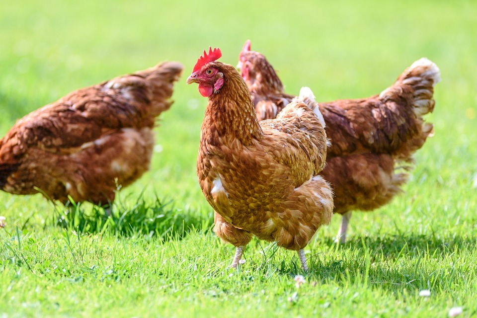 Government launches review to increase fairness in the egg supply chain