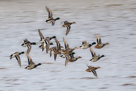 A flock of ducks flying.