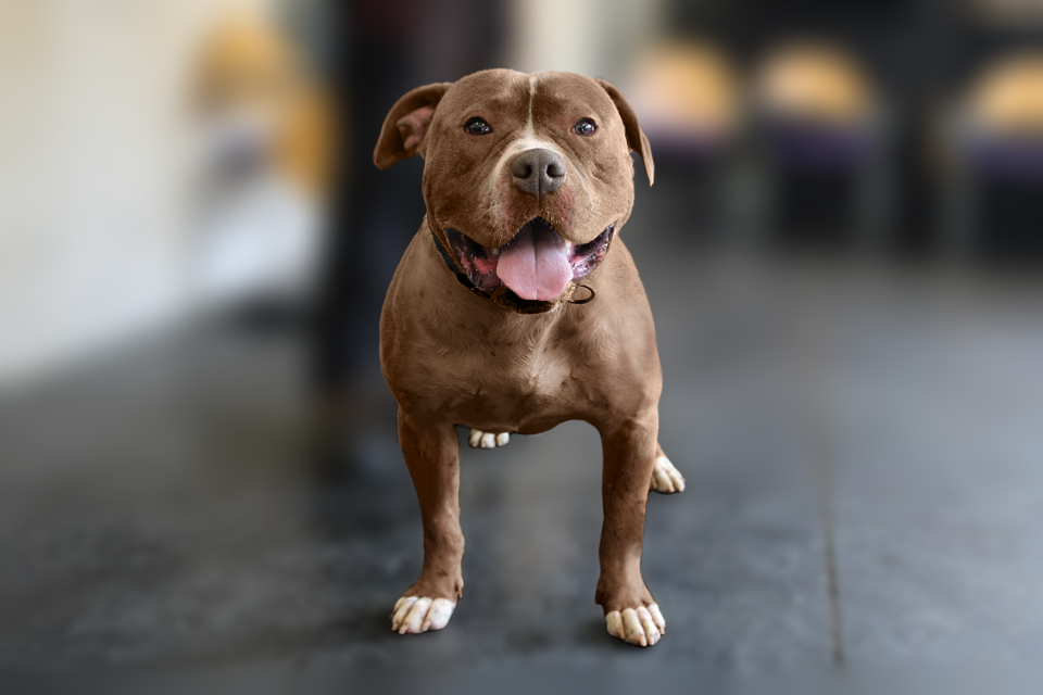 Types of hot sale bully breeds