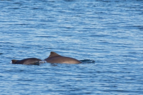 Harbour porpoise with calf