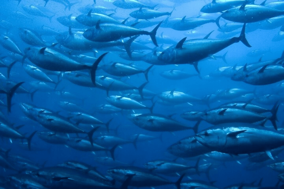 Recreational fishing for Atlantic bluefin tuna set to start in English waters next year