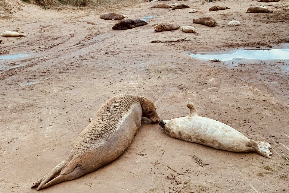 Public urged to stay safe during busy seal pupping season at Donna Nook