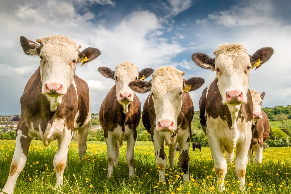 Penalty notices introduced for animal health and welfare offences
