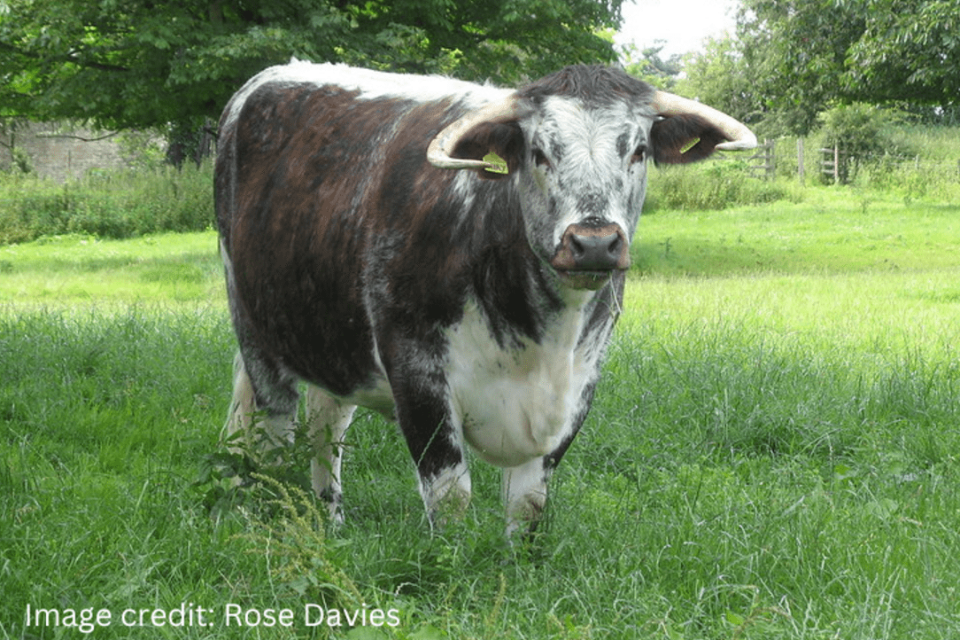 Applications open for new £4 million fund to support smaller abattoirs