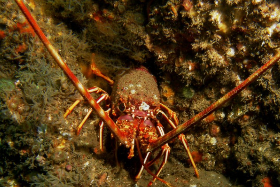 Announcement of crawfish fishery closures in 2024