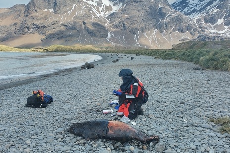 Dr Marco Falchieri of the Influenza and Avian Virology team sampling a seal