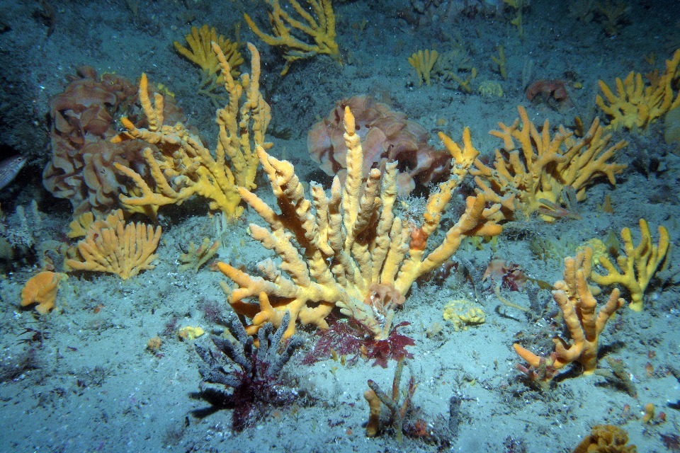 Vital marine ecosystems in an additional 4,000 square km of our seas to receive protection