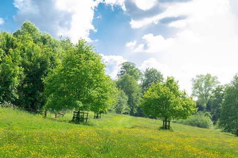 Trees by a green meadow on a sunny day