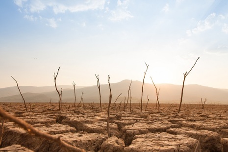 Dead Trees on Dry Parched Ground