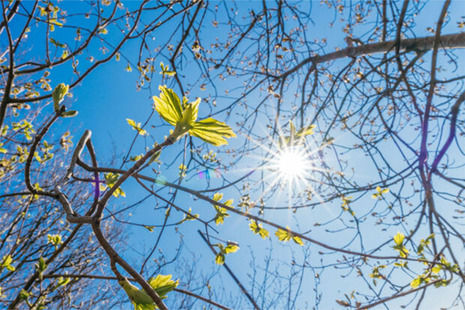 Солнечный свет светит сквозь ветку новых листовых почек