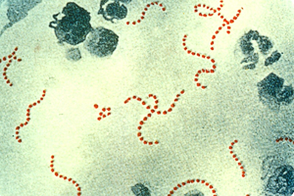 Latest data on scarlet fever published