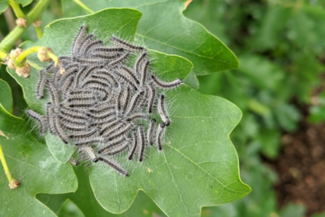 A large group of OPM caterpillars huddle together on an oak leaf.