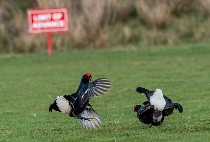 Male black grouse taking part in the lek on the firing range at Garelochhead Training Centre. MOD Crown Copyright.