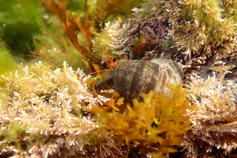 Photograph of a mollusc resting on a bed of seaweed.