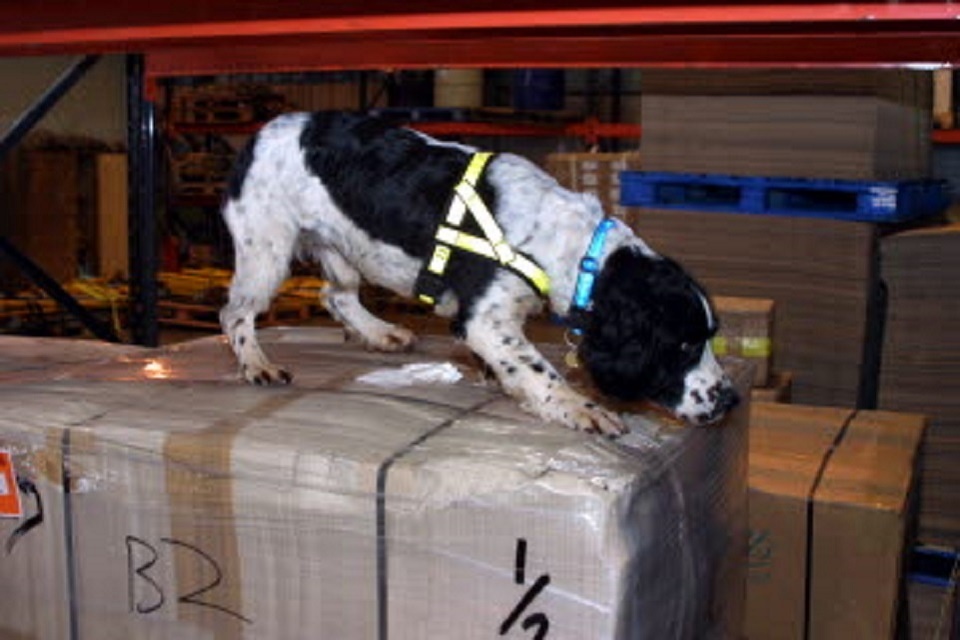 Five vasodilator injectable medicines for dogs and horses seized GOV.UK