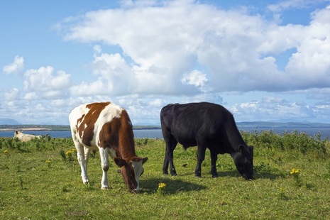 two cows in a field