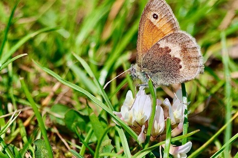Photograph of a brown butterfly perched on a small flower