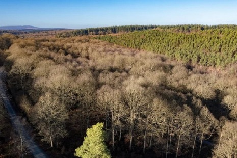 Aerial photograph of trees in a wood