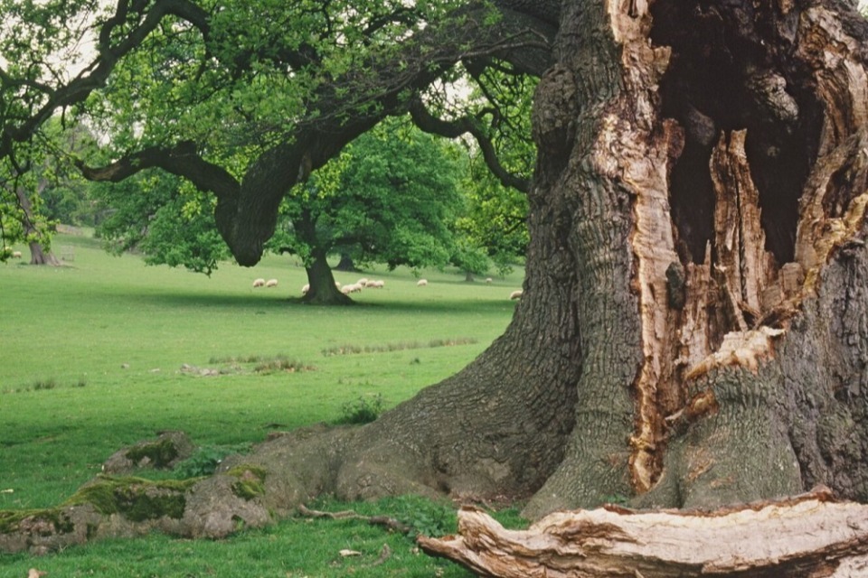 Ancient trees safeguarded by National Nature Reserve expansion