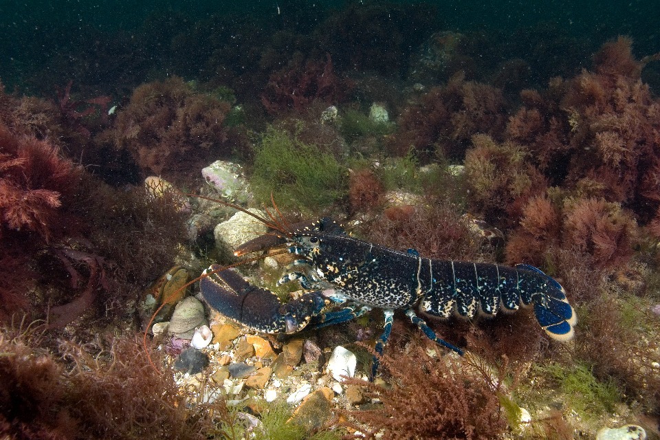 MMO prioritises six vitally important inshore marine protected areas for assessment and management