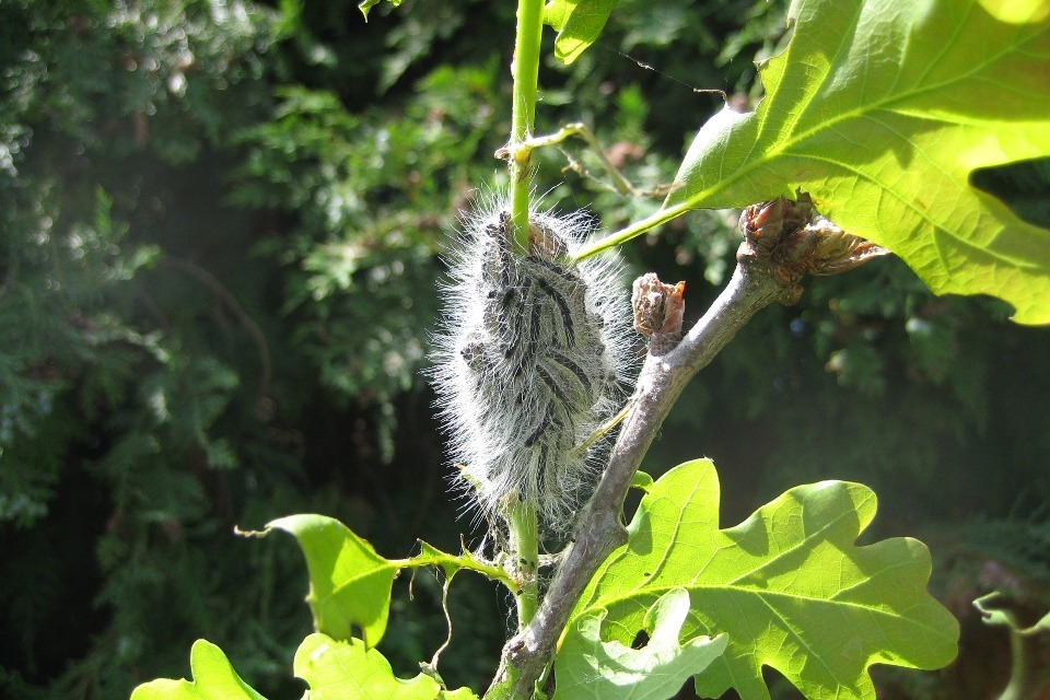 Oak processionary moth – warning issued ahead of hatching season