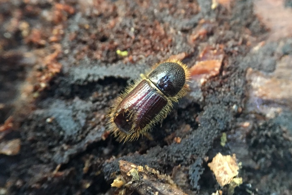 New action to protect against impacts of bark beetle tree pest