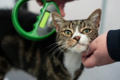 Cat being scanned with a microchip scanner.
