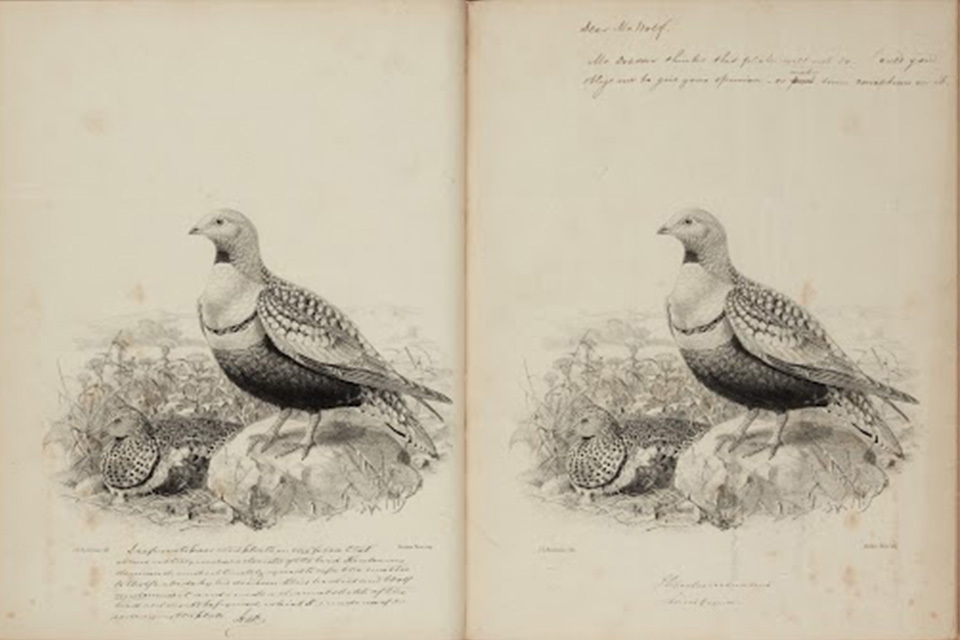 19th century ornithological volumes at risk of leaving the UK