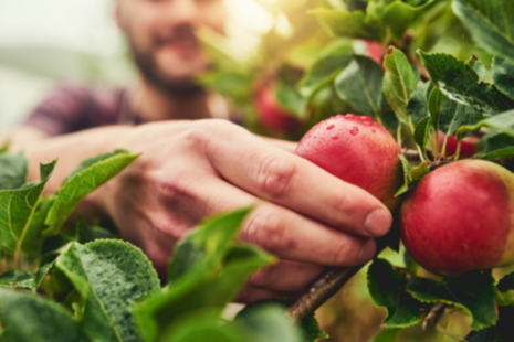 Close-up of a man's hand picking apples from a tree.