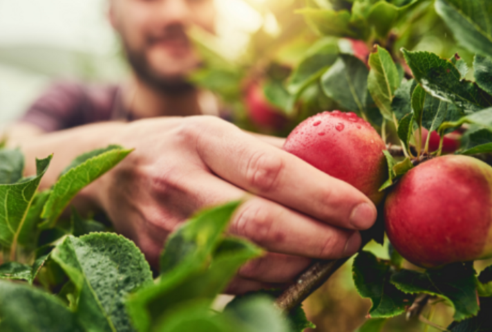 Close-up of a man's hand picking apples from a tree.