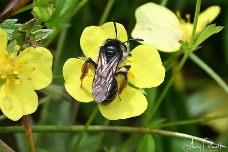 Photograph of the rare Tormentil Mining bee resting on a small yellow flower.