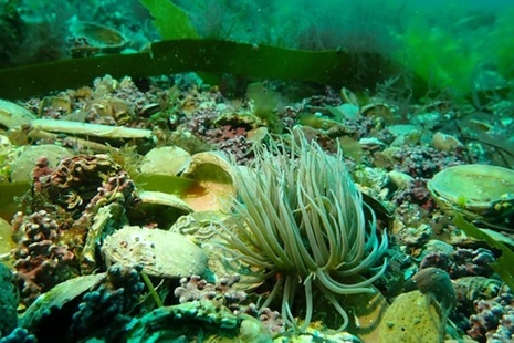 Photograph of snakelocks anemone on a maerl bed