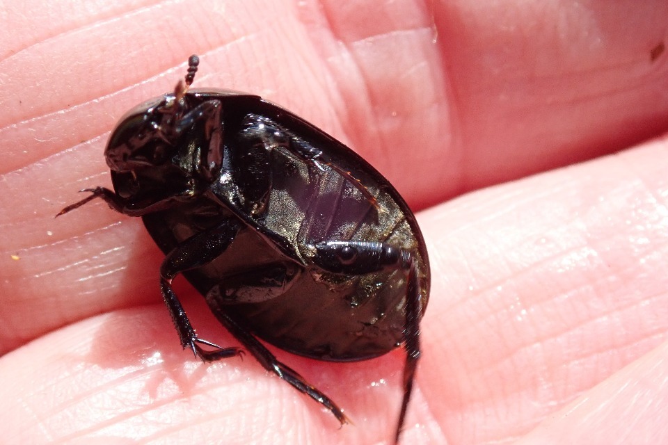 Rare species found on Shapwick Moor Nature Reserve