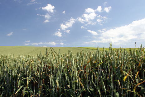 Green wheat fields landscape