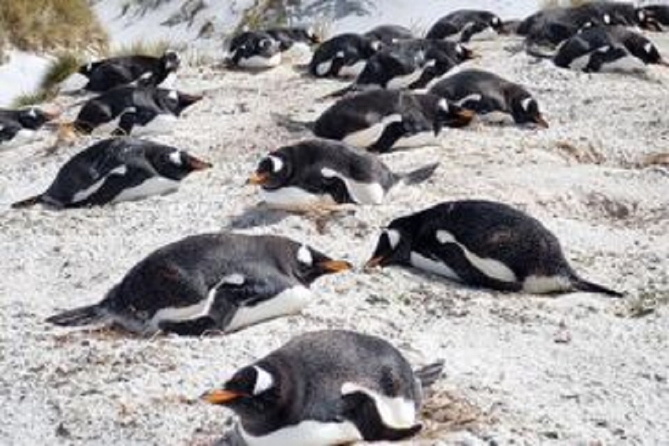 Pingüinos Gentoo empollando en la playa