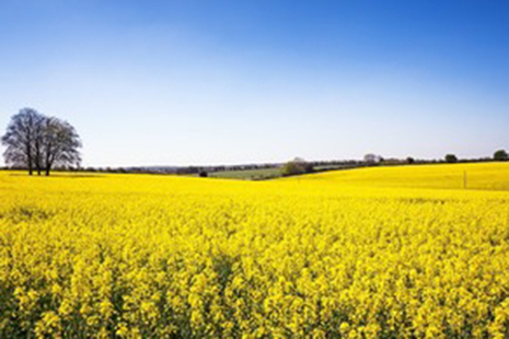 yellow rape flowers in field