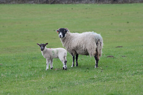 Image of sheep and a lamb in a field